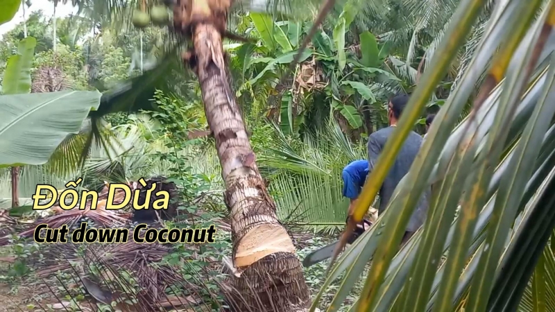 Đốn vườn Dừa| Cut down coconut| Amy Channel